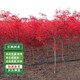 通沭紅楓樹(shù)苗室外四季耐寒紅楓小苗盆栽庭院綠化苗粗3公分源頭直發(fā)