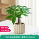 墨一綠植盆栽辦公桌面花卉植物 單桿發(fā)財樹+奶油色棒棒花盆 源頭直發(fā)