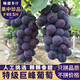 鑫果滋【順豐】巨峰葡萄 東北遼寧提子黑加侖新鮮水果5斤超甜非夏黑葡萄 5斤 【顆粒裝】