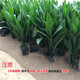 意軒一葉蘭盆栽喜陰植物辦公室內(nèi)庭院觀(guān)葉綠植蘭花 