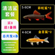 森悠（SARYOR）金苔鼠淡水魚魚缸清潔魚觀賞魚熱帶魚好養(yǎng)工具魚吃垃圾魚 金苔鼠魚2條+彩虹鯊2條