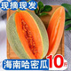 琦拉海南哈密瓜10斤 新鮮當季時(shí)令果蔬脆甜多汁網(wǎng)玟蜜瓜 孕婦水果禮盒 海南哈密瓜 3斤帶箱（1個(gè)）