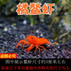 噢水噢鰲蝦觀(guān)賞蝦魚(yú)缸淡水寵物大型水族活體蝦龍紋天空藍魔紅白藍小鰲蝦 紅螯蝦4厘米1對