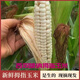 西雙版納傣族小玉米新鮮現(xiàn)摘糯香甜軟糯手指迷你寶寶輔食拇指玉米 5斤 普通快遞