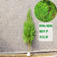 曼杉園 側(cè)柏樹苗 扁柏樹松柏庭院綠化葉綠化苗木陵園墓地礦荒山造林 100-110公分左右2顆 不含盆