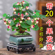 池寬葉小盼菩提樹(shù)盆栽花卉植物辦公室客廳四季帶果綠植好養活禪意小盆景 菩提樹(shù)【四方山水】+底座/帶20果