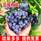 語(yǔ)安藍莓樹(shù)苗盆栽地栽陽(yáng)臺庭院南方北方種植特大藍莓果樹(shù)苗當年結果 6年壯苗【下單備注品種】