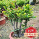 聽雪樓名貴小葉紫檀盆景樹樁室內(nèi)花卉植物辦公桌面綠植樹苗盆栽h 紅牙特大號5桿 含原盆