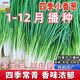 四季小香蔥籽小香蔥種子陽(yáng)臺室內盆栽蔥種子耐寒蔬菜種子家庭菜種 四季小香蔥種子【生長(cháng)快】 精選原裝【2包2000?！?贈品