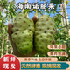 果坊情新鮮諾麗果10斤鮮果海南諾麗果新鮮水果諾尼果稀有做酵素煮水燉湯 3斤裝