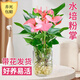 愛你一萬年竹柏水培綠植驅(qū)蚊竹辦公室內(nèi)花卉綠植四季好養(yǎng)白掌水培紅掌盆栽 【熱賣】特級粉掌【U型玻璃瓶】