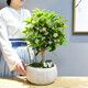 自然空間桂花樹(shù)盆栽盆景陽(yáng)臺室內好養 柳素老樁桂花+2天鵝+聚財罐源頭直發(fā)