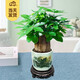 櫻霞【順豐上門】發(fā)財(cái)樹盆栽綠植室內(nèi)辦公室書桌綠植開(kāi)學(xué)季批發(fā)美觀 錦繡山河盆+三顆發(fā)財(cái)樹