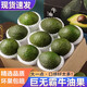 云南哈斯牛油果巨無(wú)霸新鮮水果應季健康輔食鱷梨熱帶水果 12?！締喂?90-240g】超級巨無(wú)霸