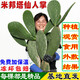 春枝韻食用米邦塔仙人掌藥用外敷消腫內(nèi)服美容種植嫁接大黃刺仙人掌多肉 【無(wú)刺】外敷食用新鮮5年2斤