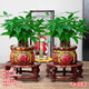 中夢(mèng)  發(fā)財(cái)樹盆栽植物陶瓷盆栽室內(nèi)花卉土養(yǎng)盆景金搖錢樹盆栽客廳綠植 辦公室植物 【2盆裝】發(fā)+財(cái)字陶瓷盆+三桿發(fā)財(cái)樹  含盆
