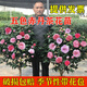 語(yǔ)安香妃山茶花苗盆栽五色赤丹花卉植物室內好養杜鵑茶花樹(shù)苗四季開(kāi)花 五色赤丹茶花苗 3年茶花苗+1包肥料