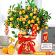 景郁春 JIRYUCUR金桔樹(shù)盆栽帶果室內新年裝飾橘子樹(shù)金桔金色福桶盆源頭直發(fā)