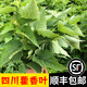 辰實(shí)四川藿香葉（發(fā)順豐/JD快遞）新鮮帶桿魚香葉 木香子魚香菜豆花蘸 500g
