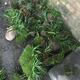 江影清菖蒲草虎香味水培苗綠植物盆景須花卉微景觀(guān)辦公盆栽附石昌蒲 小窩(10-15苗左右) 不含盆