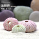 異景園仿真海星魚(yú)缸造景海螺小擺件水族箱微景觀(guān)裝飾品可愛(ài)貝殼海洋擺件