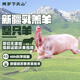 兩歲下天山新疆羊肉串草地乳羔羊生鮮羊排羊蝎子羊腿半只羊烤全羊送禮 乳羔羊整只27.6斤-草地羊帶禮盒