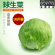 千牛優(yōu)福球生菜10斤-18斤 漢堡圓生菜西生菜輕食煎餅西餐食材新鮮沙拉蔬菜 10斤裝