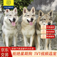 柴墨 捷克狼犬幼犬幼崽純血統(tǒng)大型犬活體寵物狗狗活體杰克狼犬 寵物級(jí) 【精品捷克狼犬】