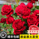 坤卉【養(yǎng)死補發(fā)】陽臺盆栽月季花四季開花玫瑰花樹苗耐寒耐旱灌木月季 紅蘋果（原盆原土發(fā)貨）