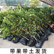 美鮮森脆皮金桔盆栽可食用帶果帶土發(fā)貨盆栽陽(yáng)臺室外橘子樹(shù)苗南北方種植 脆皮金桔3年苗帶果發(fā)貨【洗洗連 50cm(含)-60cm(不含)
