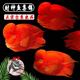 活體寵物熱帶觀(guān)賞魚(yú)血紅鸚鵡魚(yú)活體寵物魚(yú)中大型活魚(yú)起頭紅財神魚(yú)龍魚(yú)配魚(yú) 10-12cm紅財神幼魚(yú)3條