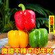京營(yíng)可生吃 彩椒新鮮蔬菜燈籠椒青色椒甜椒綠色圓椒彩色菜椒現摘大椒 4斤 【三色隨機混搭】