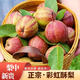 世果達陜西彩虹梨早酥紅啤蘋果火把梨西洋新品種脆甜西北特產(chǎn)水果整箱 3斤中大果