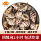 喵和漁鮮活花螺 新鮮螺類 小花螺 活貝類海鮮水產(chǎn) 鮮活花螺 1斤裝