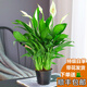 白掌盆栽綠植花卉室內(nèi)客廳好養(yǎng)一帆風(fēng)順?biāo)募鹃_花凈化空氣觀賞盆景美觀 精品白掌1株（原盆）+營養(yǎng)液 含盆
