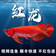 印尼紅龍魚活體魚辣椒紅龍超血紅龍金龍魚活魚龍魚小魚熱帶觀賞魚 極品——赤血紅龍魚【包發(fā)色】 16-18cm【證書芯片齊全】包發(fā)色