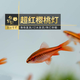 魚(yú)官兒 群游魚(yú)紅綠燈白云金絲熱帶小型魚(yú)活體寵物魚(yú)國王燈帝王燈三角燈 1.5-2cm櫻桃燈5條