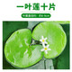 瘋狂水草（FKSC）一葉蓮水草水上植物魚缸造景和魚共養(yǎng)冒泡陰性凈化水質(zhì)睡蓮浮萍 一葉蓮10片
