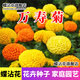 蝶沾花萬壽菊種子花籽混色四季種易活花卉花種籽子菊花盆栽庭院開花綠化 萬壽菊混色 1000粒+肥