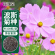 花沃里 波斯菊種子 花卉種子家庭盆栽陽(yáng)臺/辦公室/庭院花壇盆栽約100粒