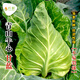 長(zhǎng)耕牛心甘藍(lán)種子春秋四季包菜種孑卷心菜雜交耐寒甘蘭蔬菜籽大全 青山牛心甘藍(lán)300粒原裝