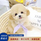 喵然心動(dòng) 純種泰迪幼犬寵物狗飛耳泰迪茶杯體灰色紅色香檳色茶杯犬小型犬 寵物級 香檳色