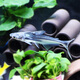 三湖慈鯛非洲王子活體 四間魚(yú)十間魚(yú)虎皮魚(yú)淡水虎鯊魚(yú)觀(guān)賞魚(yú)活體 淡水虎鯊2條裝（6-8cm左右）