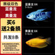 瘋狂水草曼龍魚(yú)活體淡水熱帶觀(guān)賞魚(yú)冷水耐活水族寵物小型魚(yú)苗魚(yú)缸除藻 【賽級雙色】黃藍曼龍 6附2