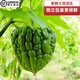 廣東新鮮杜阮大頂涼瓜松脆無(wú)渣圓形苦瓜雷公鑿粵菜應(yīng)季蔬菜食材 杜阮涼瓜 2500g