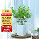 Only you【兩小時(shí)達】檸檬樹(shù)盆栽可食用花卉辦公室網(wǎng)紅好養同城配送開(kāi)業(yè) 檸檬盆栽B款