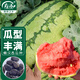 壽禾懶漢西瓜種子苗超甜特大春季水果種籽 甜蜜懶漢西瓜種子50粒/袋*2