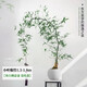 花財主大型盆栽綠植 檸檬樹鴨腳木發(fā)財樹天堂鳥綠植室內(nèi)客廳大盆栽 小葉簕竹1.5-1.8米 含盆