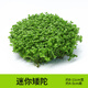 水草海草魚(yú)缸真草水底植物活凈水造景養魚(yú)套餐高級增氧懶人火山石 坨草-迷你矮陀