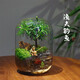 創(chuàng  )意苔蘚微景觀(guān)生態(tài)瓶室內桌面綠植悶養盆栽趣味可養魚(yú)生態(tài)缸禮物 漁夫釣魚(yú)（成品種好）